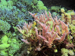 Acropora hemprichii