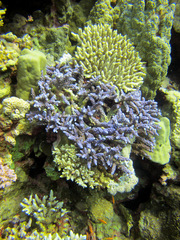 Acropora hemprichii