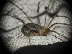 Mitopus glacialis