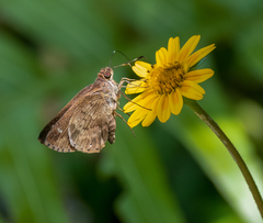 Psoralis stacara