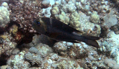 Monotaxis grandoculis