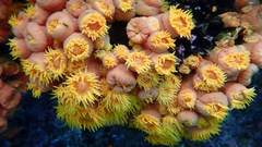 Tubastraea coccinea