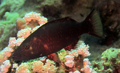 Oxycheilinus digramma