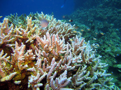 Acropora hemprichii