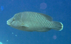 Cheilinus undulatus