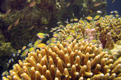 Chromis viridis