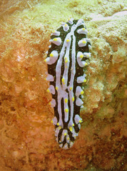 Phyllidia varicosa