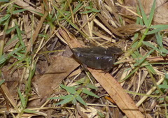 Elachistocleis bicolor