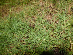 Elachistocleis bicolor