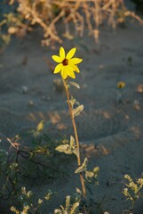 Helianthus petiolaris canescens