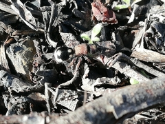 Ronisia
