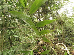 Elleanthus capitatus