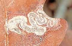 Stigmella ruficapitella