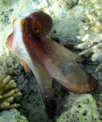 Octopus cyanea