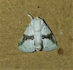 Afraltha chionostola