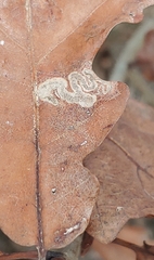 Stigmella ruficapitella