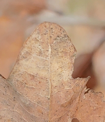 Stigmella ruficapitella