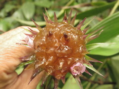 Elleanthus capitatus