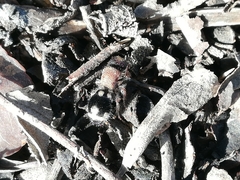 Ronisia