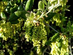 Quercus agrifolia