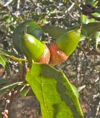 Quercus agrifolia
