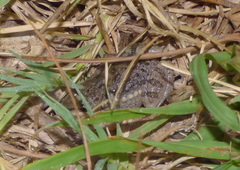 Leptodactylus latinasus