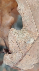 Stigmella ruficapitella
