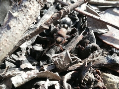 Ronisia