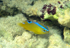 Chrysiptera unimaculata