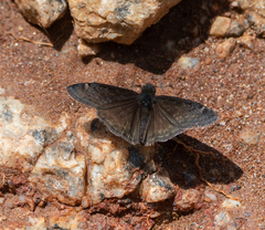 Gesta heteropterus