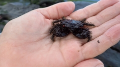 Mithraculus nodosus