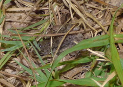 Leptodactylus latinasus