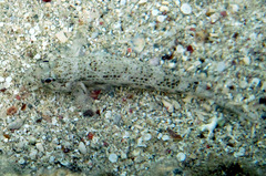 Gnatholepis anjerensis