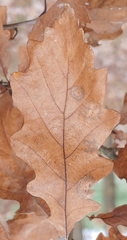 Stigmella ruficapitella