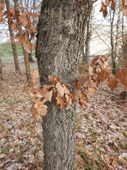 Stigmella ruficapitella