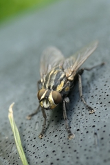 Oxysarcodexia varia