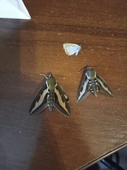 Hyles gallii