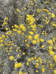 Senecio patagonicus