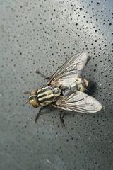 Oxysarcodexia varia