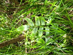 Blechnum procerum