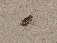 Cicindela repanda repanda