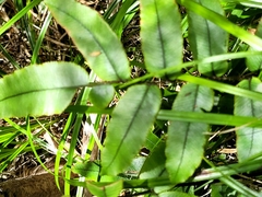 Blechnum procerum