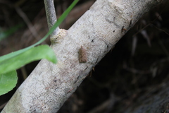 Planotortrix notophaea