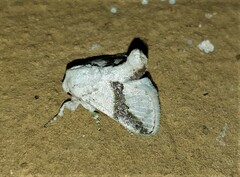 Afraltha chionostola