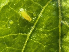 Phyllocnistis citrella