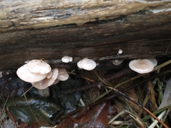 Scytinotus longinquus