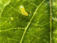 Phyllocnistis citrella