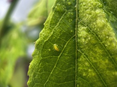 Phyllocnistis citrella
