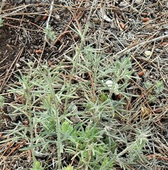 Teucrium pseudochamaepitys