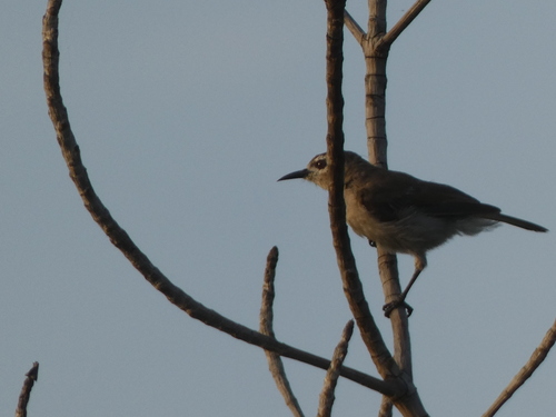 Mangrove Sunbird (Anthreptes gabonicus), photo 4